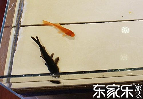 可以養(yǎng)魚(yú)的環(huán)保防水涂料